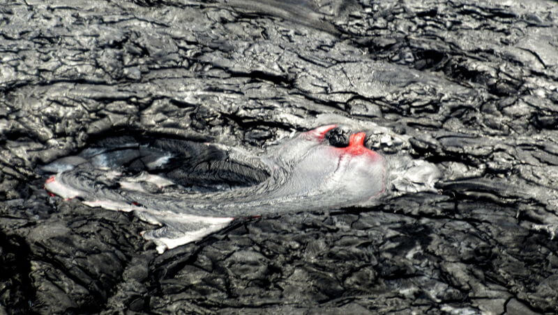 Kuumaa punahehkuista laavaa virtaa Kilauean tulivuoren uumenista Havaijilla Havaijinsaarella